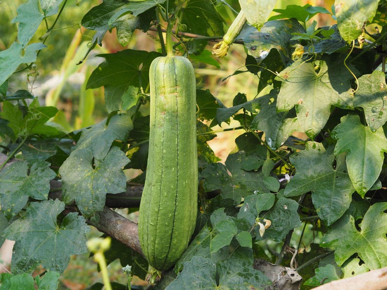 Op de afbeelding: Een lange, cilindervormige groene luffa-vrucht die aan een rank hangt. De groente heeft een getextureerd, geribbeld oppervlak met verticale lijnen over de gehele lengte. Het is omgeven door grote, groene, gelobde bladeren en dunne ranken.