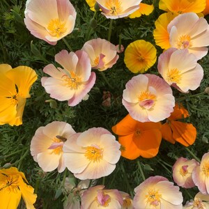 May include: A cluster of California poppies featuring delicate petals in shades of soft pastel pink, cream, and vibrant orange. The flowers have bright yellow centres and are surrounded by fine, feathery green foliage. A small bee rests on one petal.