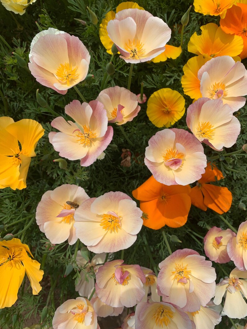 May include: A cluster of California poppies featuring delicate petals in shades of soft pastel pink, cream, and vibrant orange. The flowers have bright yellow centres and are surrounded by fine, feathery green foliage. A small bee rests on one petal.