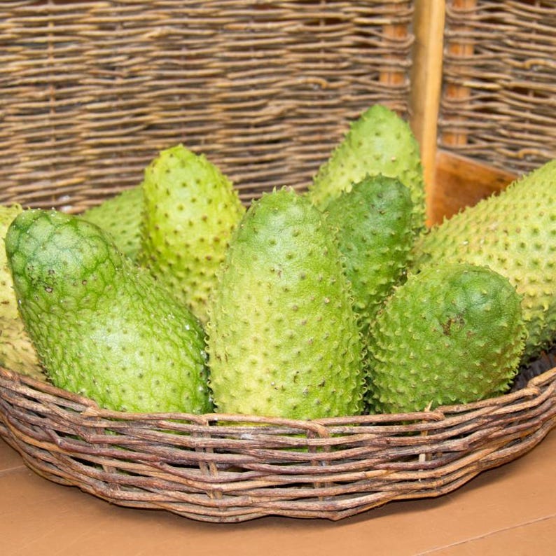 5 à 10 graines de corossol, Annona muricata, Graviola, Guanabana, pawpaw brésilien, graines d'arbre fruitier tropical image 9