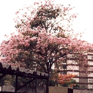 30 à 60 graines de Tabebuia rosea (arbre à trompettes roses), graines d'arbre à trompettes roses image 4