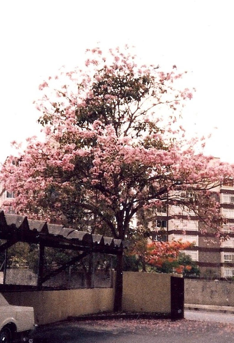 30 à 60 graines de Tabebuia rosea (arbre à trompettes roses), graines d'arbre à trompettes roses image 4