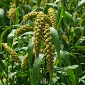 100-500 Kolbenhirse-Samen, Setaria italica, Italienische Hirse, Indische Hirse Bild 4