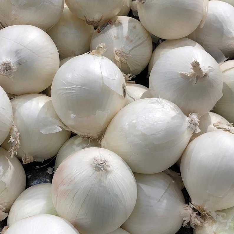 50+ White Onion Seeds, Allium cepa, Garden Vegetable image 4