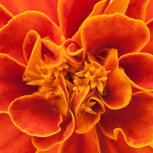 Peut inclure: Une fleur de souci vibrante pr&eacute;sentant des p&eacute;tales denses et fronc&eacute;s dans des tons orange profond et jaune vif. Le centre de la fleur affiche des &eacute;tamines textur&eacute;es complexes entour&eacute;es de p&eacute;tales incurv&eacute;s et superpos&eacute;s aux bords doux.