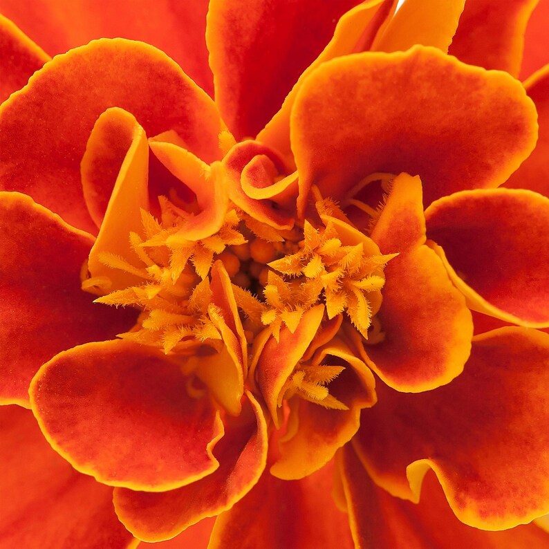 Peut inclure: Une fleur de souci vibrante pr&eacute;sentant des p&eacute;tales denses et fronc&eacute;s dans des tons orange profond et jaune vif. Le centre de la fleur affiche des &eacute;tamines textur&eacute;es complexes entour&eacute;es de p&eacute;tales incurv&eacute;s et superpos&eacute;s aux bords doux.