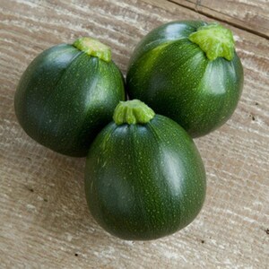 15+ Chappan Kaddu frön, Cucurbita pepo, indisk zucchini, sommarsquash bild 14