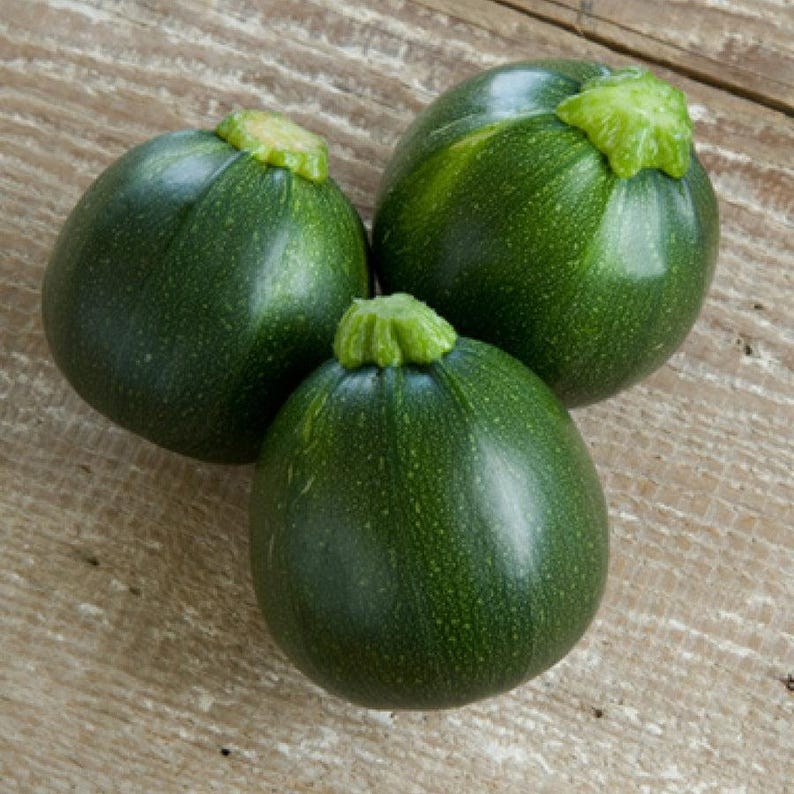 15+ Chappan Kaddu frön, Cucurbita pepo, indisk zucchini, sommarsquash bild 14