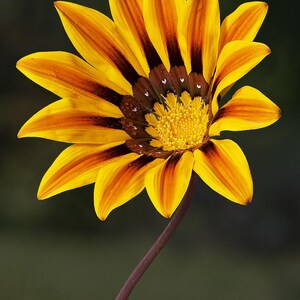 Plus de 100 graines de Gazania (Gazania rigens), marguerite africaine, fleurs aux couleurs mélangées image 4