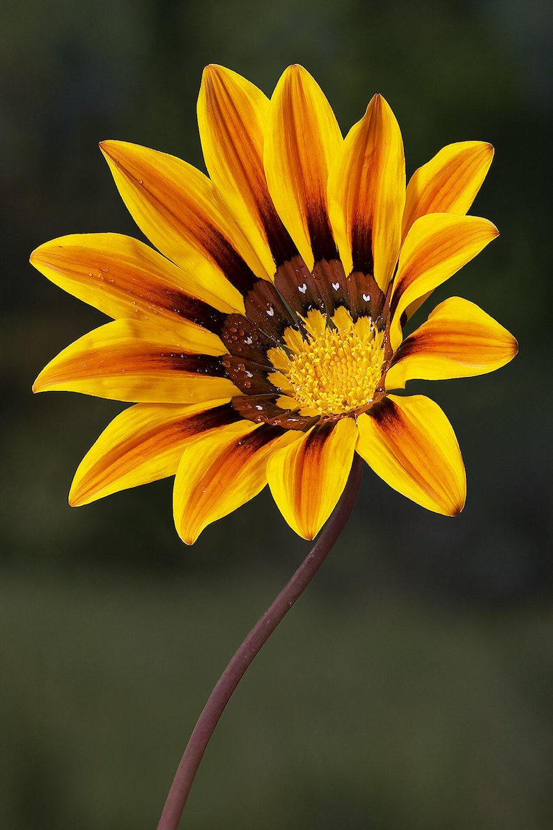 Plus de 100 graines de Gazania (Gazania rigens), marguerite africaine, fleurs aux couleurs mélangées image 4