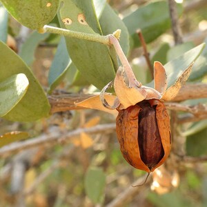 5-10 Jojoba Seeds, Simmondsia Chinensis, Jojoba Plant, Jojoba Shrub, Desert Oilseed Plant Seeds image 7