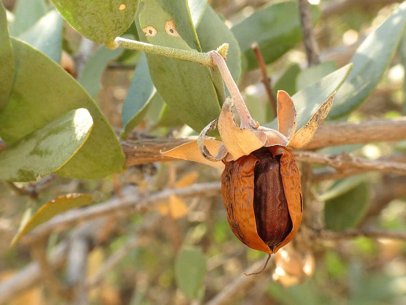 5-10 Jojoba Seeds, Simmondsia Chinensis, Jojoba Plant, Jojoba Shrub, Desert Oilseed Plant Seeds image 7