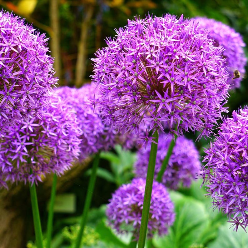 Más de 30 semillas de Allium de flores moradas, Allium atropurpureum, cebolla ornamental imagen 10