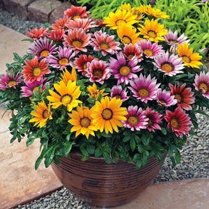 Peut inclure: Une grande jardini&egrave;re ronde en c&eacute;ramique brun fonc&eacute; remplie d'un groupe dense de fleurs Gazania &eacute;clatantes. Les fleurs pr&eacute;sentent une vari&eacute;t&eacute; de couleurs, notamment jaune vif, orange, rose et rouge profond, avec des c&oelig;urs sombres et un feuillage vert.