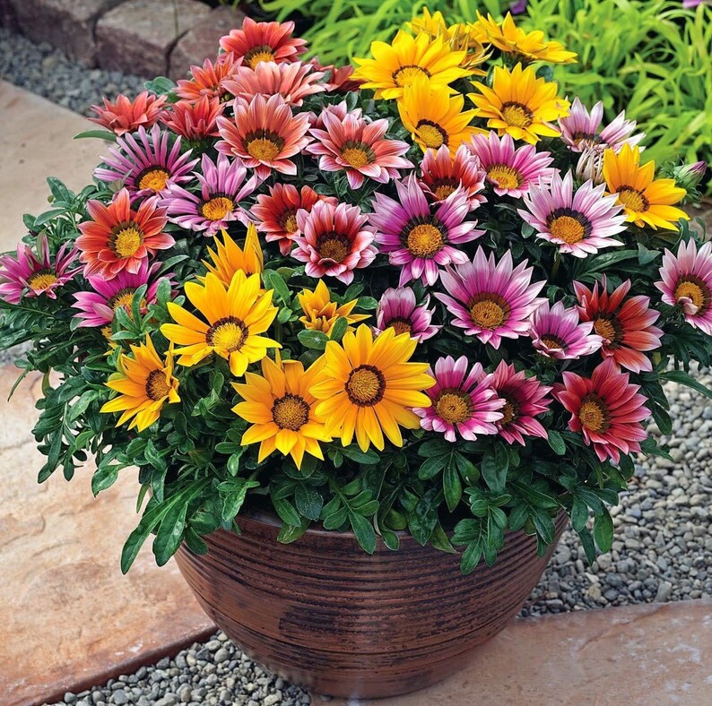 Peut inclure: Une grande jardini&egrave;re ronde en c&eacute;ramique brun fonc&eacute; remplie d'un groupe dense de fleurs Gazania &eacute;clatantes. Les fleurs pr&eacute;sentent une vari&eacute;t&eacute; de couleurs, notamment jaune vif, orange, rose et rouge profond, avec des c&oelig;urs sombres et un feuillage vert.