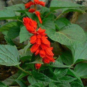 Oltre 100 semi di salvia scarlatta, Salvia splendens rossa per vasi e bordure fiorite immagine 4