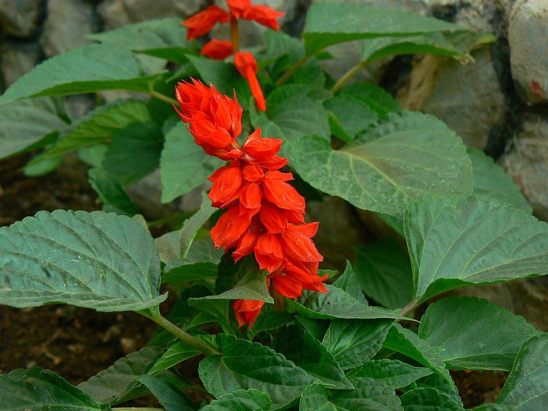 Oltre 100 semi di salvia scarlatta, Salvia splendens rossa per vasi e bordure fiorite immagine 4