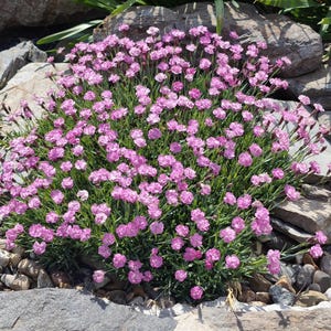 K&ouml;nnte beinhalten: Eine dichte Ansammlung kleiner, leuchtend rosa Bl&uuml;ten mit gefransten R&auml;ndern, die aus einem B&uuml;schel d&uuml;nner, grasartiger gr&uuml;ner Bl&auml;tter wachsen. Die Pflanze befindet sich inmitten verschiedener grauer und brauner Steine unterschiedlicher Gr&ouml;&szlig;e.