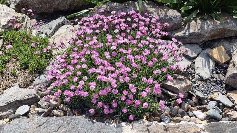 K&ouml;nnte beinhalten: Eine dichte Ansammlung kleiner, leuchtend rosa Bl&uuml;ten mit gefransten R&auml;ndern, die aus einem B&uuml;schel d&uuml;nner, grasartiger gr&uuml;ner Bl&auml;tter wachsen. Die Pflanze befindet sich inmitten verschiedener grauer und brauner Steine unterschiedlicher Gr&ouml;&szlig;e.
