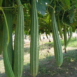 Op de afbeelding: Verschillende lange, groene luffa-kalebasvruchten hangen verticaal aan een bladerrijke wijnstok. Elke kalebas heeft een duidelijke geribbelde textuur met prominente lengteribben die over de hele lengte van de groente lopen.