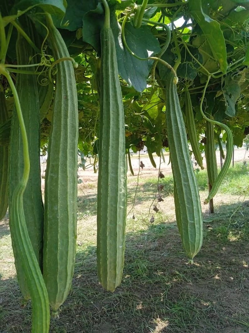 Op de afbeelding: Verschillende lange, groene luffa-kalebasvruchten hangen verticaal aan een bladerrijke wijnstok. Elke kalebas heeft een duidelijke geribbelde textuur met prominente lengteribben die over de hele lengte van de groente lopen.