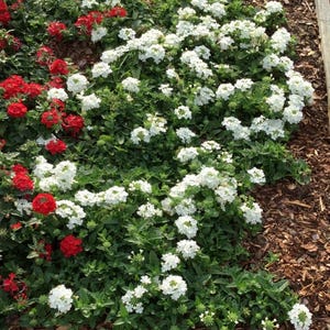 Peut inclure: Un parterre de fleurs compos&eacute; de grappes de verveines rouges et blanches avec un feuillage vert. Les plantes sont dispos&eacute;es sur un lit de paillis de bois brun, les fleurs blanches occupant la majeure partie de l'espace et les rouges &agrave; gauche.
