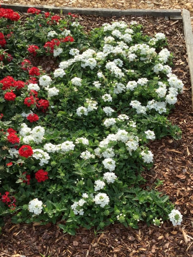 Peut inclure: Un parterre de fleurs compos&eacute; de grappes de verveines rouges et blanches avec un feuillage vert. Les plantes sont dispos&eacute;es sur un lit de paillis de bois brun, les fleurs blanches occupant la majeure partie de l'espace et les rouges &agrave; gauche.