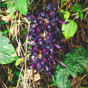 Puede incluir: Un racimo de p&eacute;talos de flores curvados de color p&uacute;rpura oscuro, casi negro, dispuestos en una inflorescencia densa y alargada. Las flores individuales tienen una textura cerosa y brillante, agrupadas estrechamente entre hojas verdes y tallos finos.