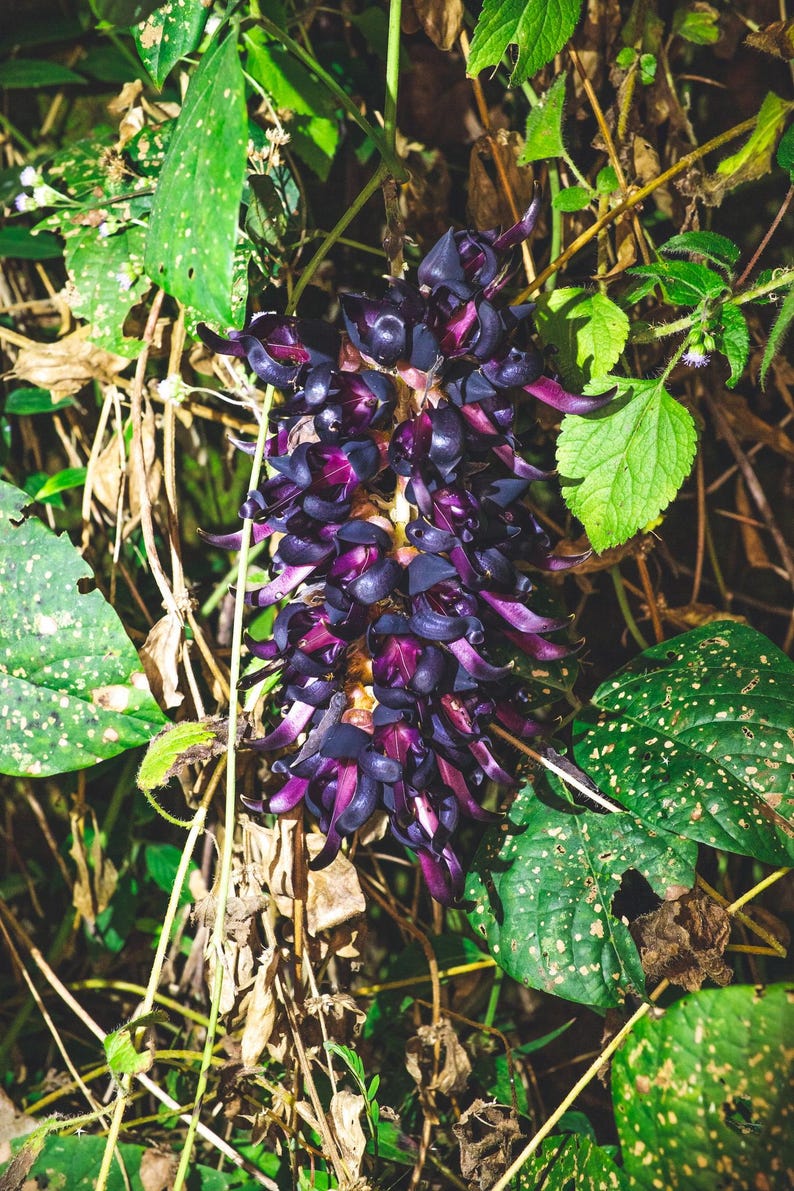 Puede incluir: Un racimo de p&eacute;talos de flores curvados de color p&uacute;rpura oscuro, casi negro, dispuestos en una inflorescencia densa y alargada. Las flores individuales tienen una textura cerosa y brillante, agrupadas estrechamente entre hojas verdes y tallos finos.