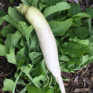 Op de afbeelding: Een vers geoogste witte daikon-radijs met een gladde, langwerpige wortel en een toelopende punt, voorzien van een dikke bos levendige groene, getande bladeren aan de bovenkant, met natuurlijke texturen en organische groentekenmerken.