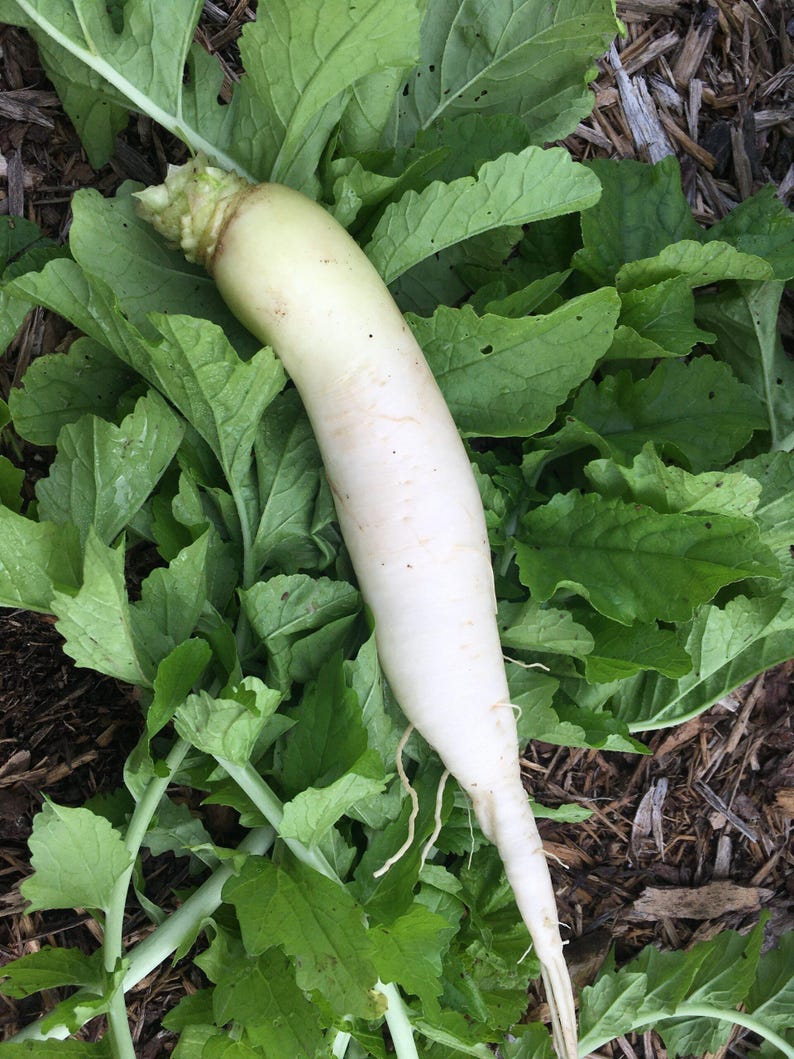 Op de afbeelding: Een vers geoogste witte daikon-radijs met een gladde, langwerpige wortel en een toelopende punt, voorzien van een dikke bos levendige groene, getande bladeren aan de bovenkant, met natuurlijke texturen en organische groentekenmerken.