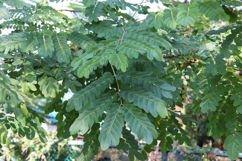 Puede incluir: Un denso grupo de hojas pinnadas de color verde vibrante que presenta m&uacute;ltiples fol&iacute;olos peque&ntilde;os de forma ovalada dispuestos sim&eacute;tricamente a lo largo de un tallo central. El follaje muestra una textura natural rica con tonos verdes.