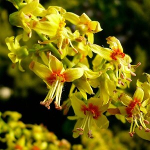 Puede incluir: Un racimo de flores de color amarillo brillante con centros de color naranja rojizo prominentes y estambres largos y delgados. Los p&eacute;talos son delicados y ligeramente curvados, dispuestos en una formaci&oacute;n densa y ramificada.