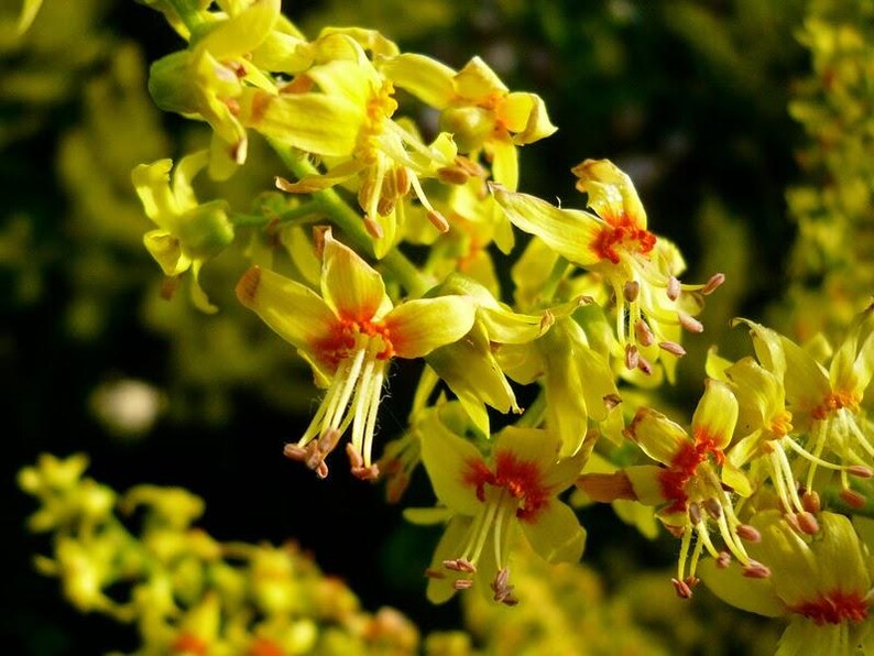 Puede incluir: Un racimo de flores de color amarillo brillante con centros de color naranja rojizo prominentes y estambres largos y delgados. Los p&eacute;talos son delicados y ligeramente curvados, dispuestos en una formaci&oacute;n densa y ramificada.