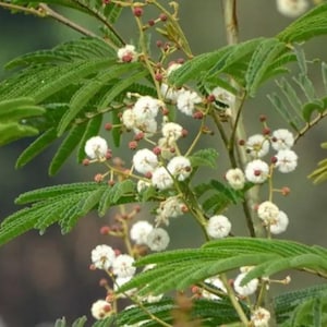 Puede incluir: Una rama de acacia con delicadas hojas pinnadas de color verde y racimos de peque&ntilde;as flores blancas esf&eacute;ricas. Los tallos son delgados y de color marr&oacute;n, sosteniendo el follaje y las flores redondas y esponjosas por toda la planta.