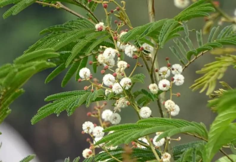 Puede incluir: Una rama de acacia con delicadas hojas pinnadas de color verde y racimos de peque&ntilde;as flores blancas esf&eacute;ricas. Los tallos son delgados y de color marr&oacute;n, sosteniendo el follaje y las flores redondas y esponjosas por toda la planta.