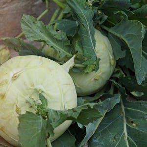 コールラビ（Brassica oleracea、ドイツカブ、根菜）の種100粒以上 画像 2