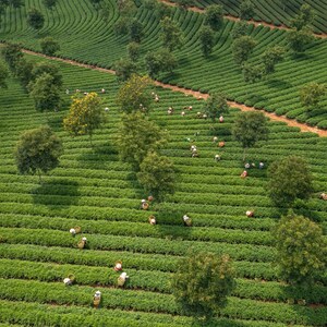 May include: An aerial view of a vast, rolling green tea plantation featuring neatly arranged rows of tea bushes. Scattered throughout the landscape are numerous deciduous trees and several individuals wearing conical hats, working among the rows.