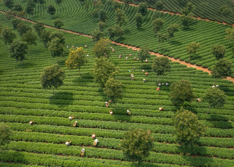 May include: An aerial view of a vast, rolling green tea plantation featuring neatly arranged rows of tea bushes. Scattered throughout the landscape are numerous deciduous trees and several individuals wearing conical hats, working among the rows.