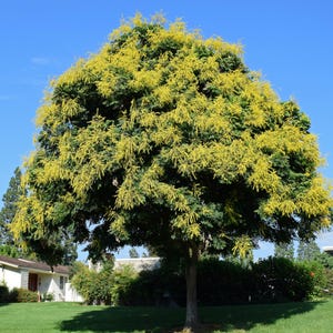 Puede incluir: Un &aacute;rbol grande y maduro con una densa copa de hojas verde oscuro y racimos de flores de color amarillo brillante que cubren las ramas. El &aacute;rbol se encuentra en un jard&iacute;n de c&eacute;sped bajo un cielo azul claro, con una casa visible cerca.