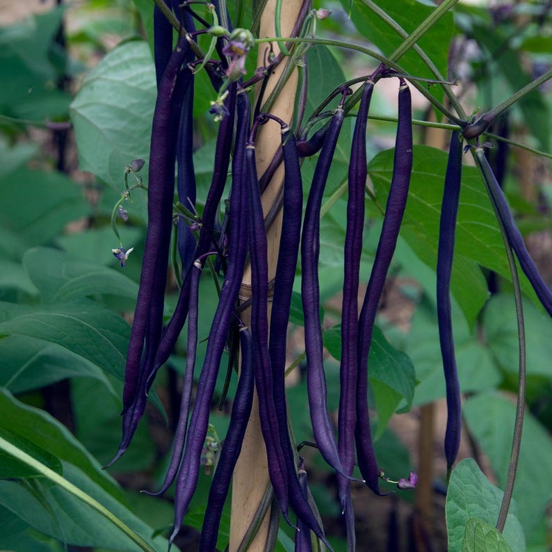 May include: A cluster of long, slender, deep purple bean pods hanging from a plant. The pods are smooth and cylindrical, suspended from thin green stems attached to a wooden support stake, surrounded by large, vibrant green leaves.