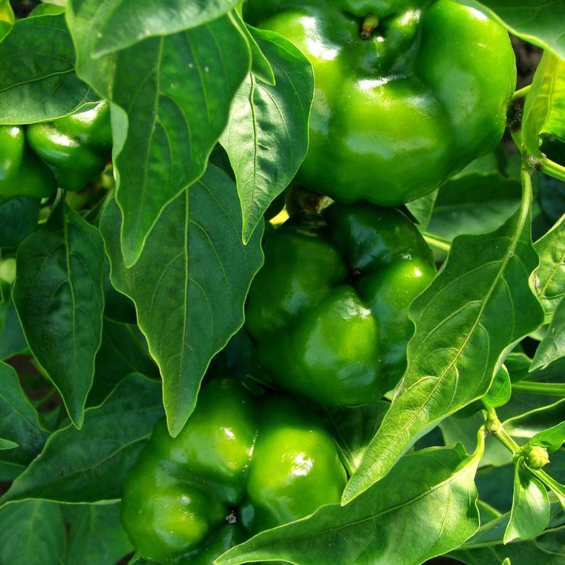 Más de 20 semillas de pimiento verde dulce, Capsicum annuum, pimiento verde, pimiento dulce suave. imagen 4