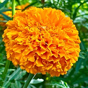 May include: A vibrant orange marigold flower with densely packed, ruffled petals forming a large, spherical bloom. The flower is supported by a thin green stem, with soft-focus green foliage visible in the background, highlighting the texture.