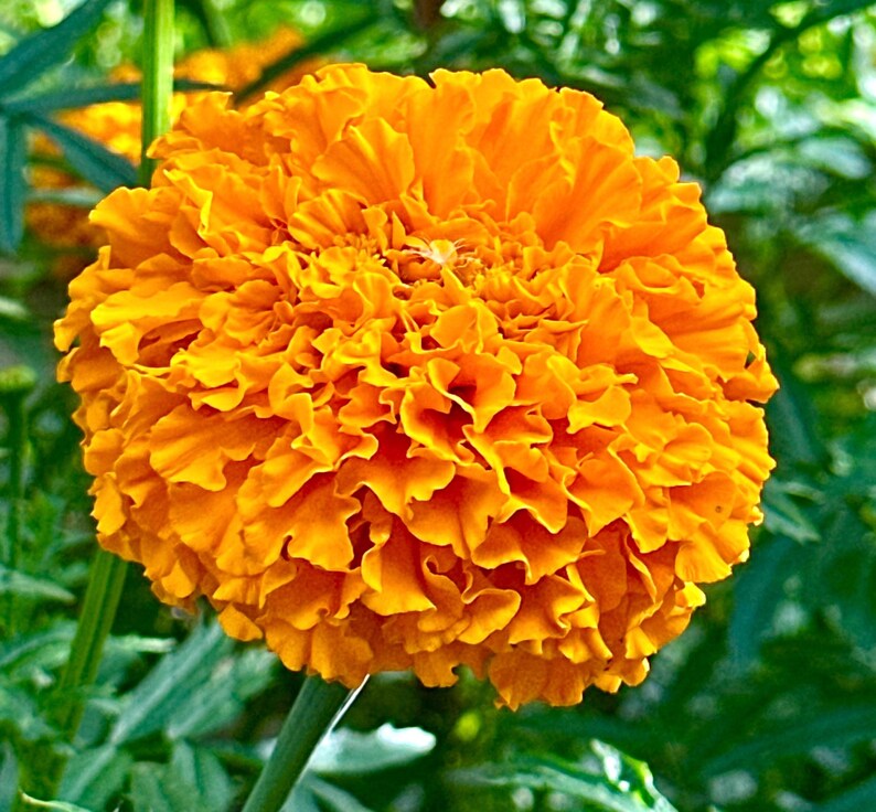 May include: A vibrant orange marigold flower with densely packed, ruffled petals forming a large, spherical bloom. The flower is supported by a thin green stem, with soft-focus green foliage visible in the background, highlighting the texture.