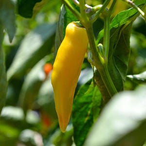 50+ Yellow chili pepper Seeds, Capsicum frutescens, Peppers image 9