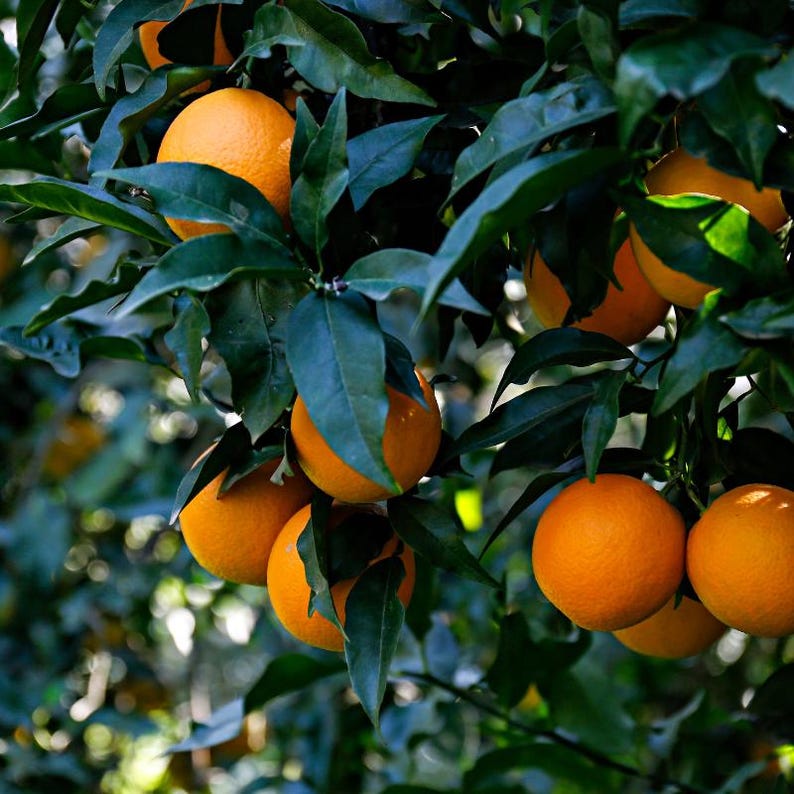 10+ Sweet Orange Seeds, Citrus sinensis, Citrus Tree image 6