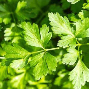 Pu&ograve; includere: Un grappolo di foglie di prezzemolo verde brillante con bordi seghettati e una distinta struttura lobata. Il fogliame mostra un aspetto luminoso e fresco con sottili steli ramificati che collegano le foglie in un motivo naturale denso.