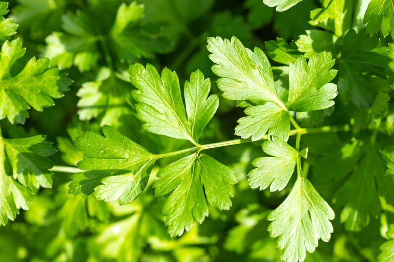 Pu&ograve; includere: Un grappolo di foglie di prezzemolo verde brillante con bordi seghettati e una distinta struttura lobata. Il fogliame mostra un aspetto luminoso e fresco con sottili steli ramificati che collegano le foglie in un motivo naturale denso.