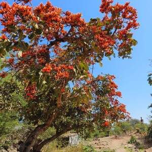 May include: A Butea monosperma tree, also known as the flame of the forest, features a thick, textured brown trunk and branches densely covered in vibrant orange-red flowers and green leaves against a clear, bright blue sky background.