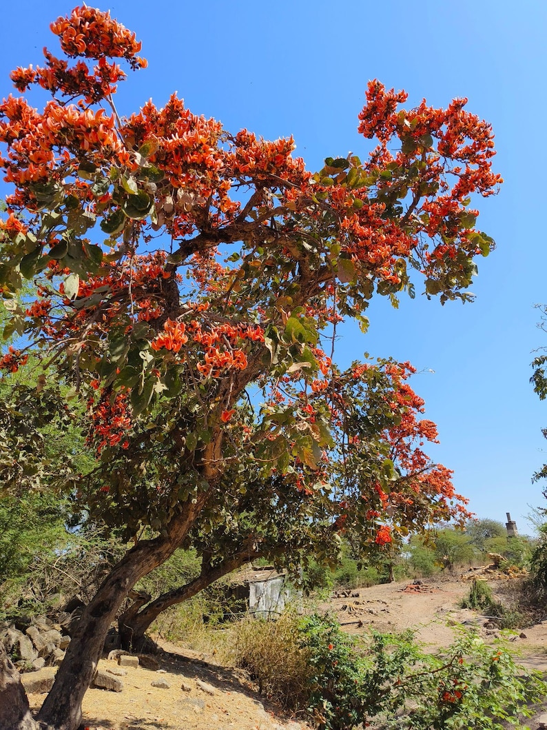 May include: A Butea monosperma tree, also known as the flame of the forest, features a thick, textured brown trunk and branches densely covered in vibrant orange-red flowers and green leaves against a clear, bright blue sky background.